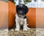 Oreo - Female Bernedoodle (Miniature) Puppy for Sale - Photo #2