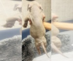 Small Photo #14 American Bully Puppy For Sale in LAKE STATION, IN, USA