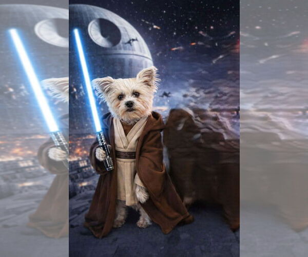 Medium Photo #1 Shih Tzu-Unknown Mix Puppy For Sale in Phoenix, AZ, USA