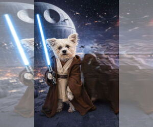 Shih Tzu-Unknown Mix Dogs for adoption in Phoenix, AZ, USA