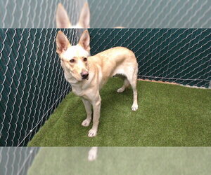 German Shepherd Dog Dogs for adoption in Downey, CA, USA