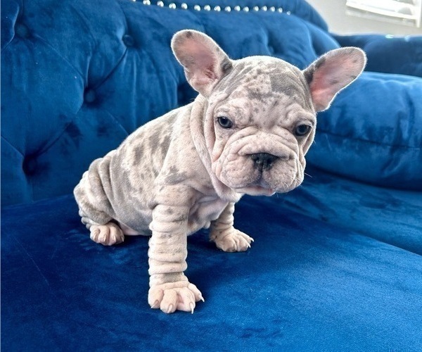 Medium Photo #2 French Bulldog Puppy For Sale in ATLANTA, GA, USA