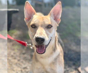 Antonio - Male Mutt Dog for Adoption - Photo #4