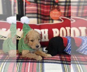 Poodle (Standard) Puppy for sale in COLORADO SPRINGS, CO, USA