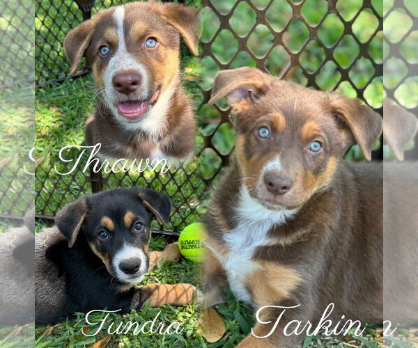 Medium Photo #6 German Shepherd Dog-Unknown Mix Puppy For Sale in Lillian, TX, USA