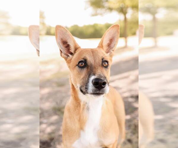 Medium Photo #6 Australian Kelpie-Basenji Mix Puppy For Sale in Rockwall, TX, USA