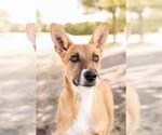 Small #5 Australian Kelpie-Basenji Mix