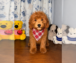 Small #47 Goldendoodle mix (+ Poodle Miniature)