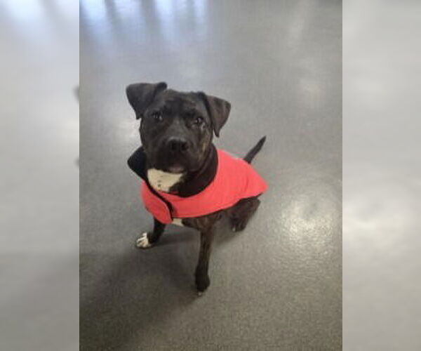 Medium Photo #10 American Bandogge mastiff Puppy For Sale in Glen Allen, VA, USA