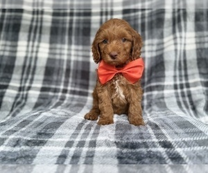 Cockapoo (Miniature) Puppy for sale in LAKELAND, FL, USA