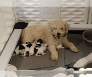 Mother of the Cavachon puppies born on 04/05/2023