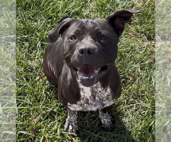 Medium Photo #6 American Pit Bull Terrier-Unknown Mix Puppy For Sale in Sistersville, WV, USA