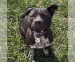 Small #5 American Pit Bull Terrier Mix