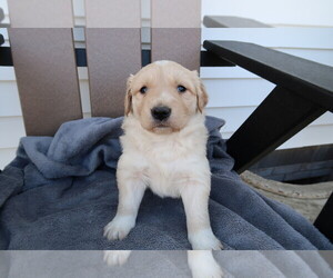 English Cream Golden Retriever Puppy for sale in ANN ARBOR, MI, USA