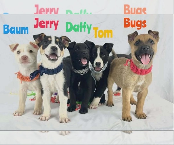 Medium Photo #2 Mutt Puppy For Sale in Woodbury, NY, USA