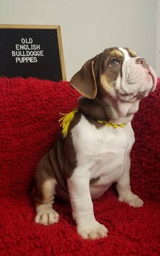 Medium Photo #1 Olde English Bulldogge Puppy For Sale in BATH, PA, USA