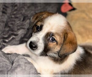 Anatolian Shepherd-Great Pyrenees Mix Dogs for adoption in Hillsboro, MO, USA