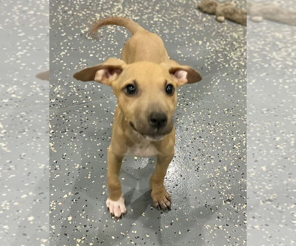 Medium Photo #3 American Pit Bull Terrier-Labrador Retriever Mix Puppy For Sale in Brewster, NY, USA
