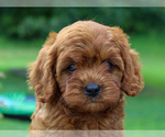 Image preview for Ad Listing. Nickname: Tucker
