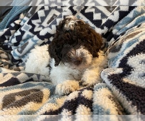 Goldendoodle (Miniature) Puppy for Sale in HOUSEVILLE, New York USA