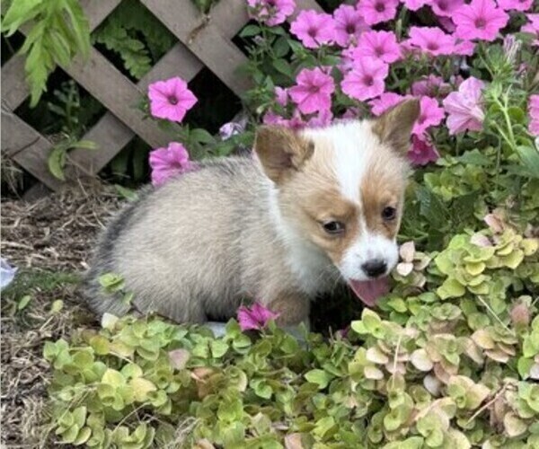 Medium Photo #5 Pembroke Welsh Corgi Puppy For Sale in THORP, WI, USA