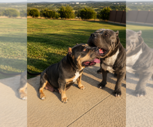 Mother of the American Bully puppies born on 07/04/2026