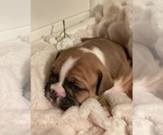 Small Photo #2 Olde English Bulldogge Puppy For Sale in WEATHERFORD, TX, USA