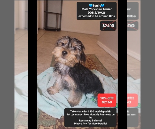 Medium Photo #1 Yorkshire Terrier Puppy For Sale in TUCSON, AZ, USA