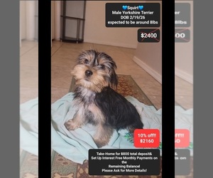 Yorkshire Terrier Puppy for sale in TUCSON, AZ, USA