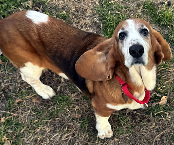 Medium Photo #2 Basset Hound Puppy For Sale in Deepwater, NJ, USA