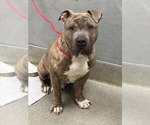 Mutt Dogs for adoption in Las Vegas, NV, USA