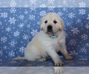 Golden Retriever Puppy for sale in SHILOH, OH, USA