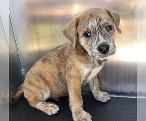 Mutt Dogs for adoption in San Antonio, TX, USA