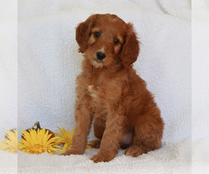 Irish Setter-Poodle (Miniature) Mix Puppy for sale in CHRISTIANA, PA, USA