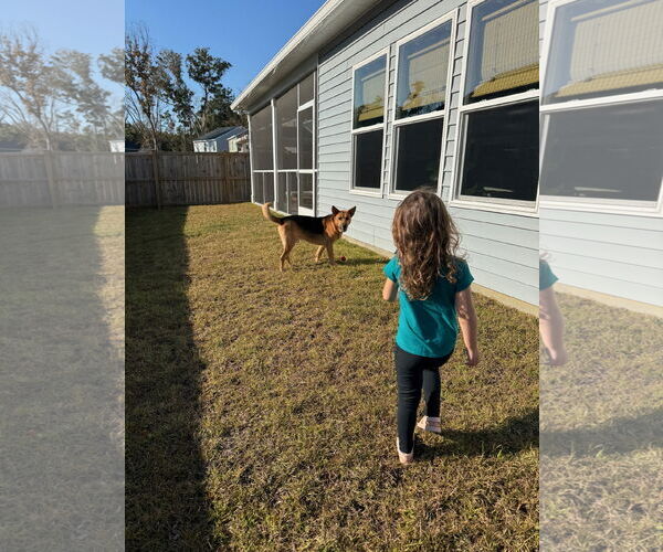 Medium Photo #4 German Shepherd Dog Puppy For Sale in La Grange , NC, USA