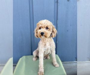 Mother of the Shih-Poo puppies born on 02/28/2025