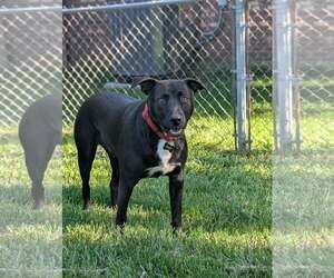 Henery - Male American Pit Bull Terrier-Unknown Mix Dog for Adoption - Photo #5