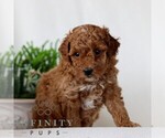 Small #2 Goldendoodle (Miniature)