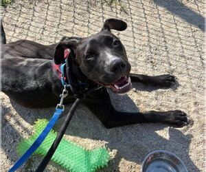 Bullboxer Pit Dogs for adoption in Gilberts, IL, USA
