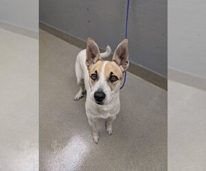 Siberian Husky-Unknown Mix Dogs for adoption in Las Vegas, NV, USA