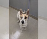 Small Siberian Husky Mix
