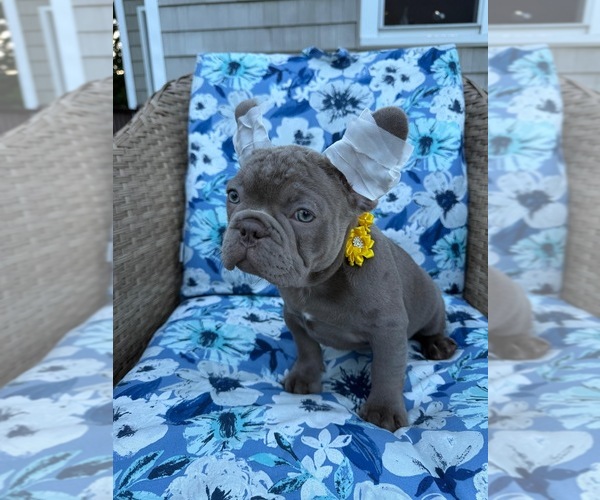 Medium Photo #3 French Bulldog Puppy For Sale in REVERE, MA, USA