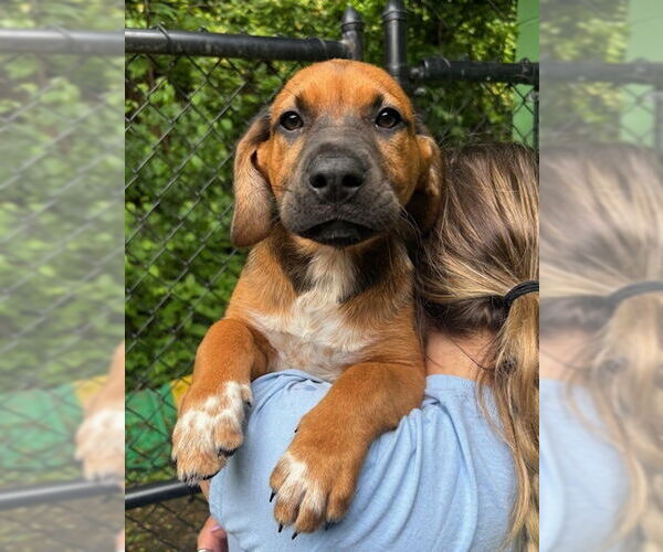 Medium Photo #2 Mutt Puppy For Sale in Elmsford, NY, USA
