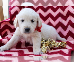 Golden Retriever Puppy for sale in SHILOH, OH, USA