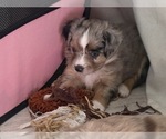 Puppy Tasha Miniature Australian Shepherd