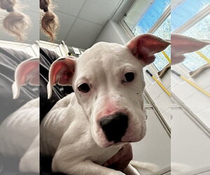 Mutt Dogs for adoption in Glen Allen, VA, USA