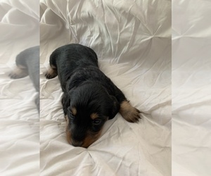 Dachshund Puppy for sale in SPFD, OR, USA