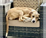 Small #4 American Pit Bull Terrier Mix
