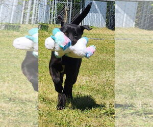Bruno - Male Mutt Dog for Adoption - Photo #4