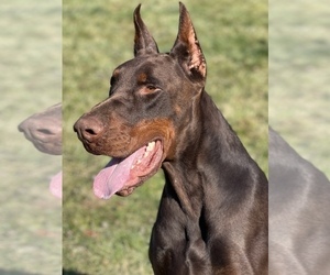 Father of the Doberman Pinscher puppies born on 12/03/2022